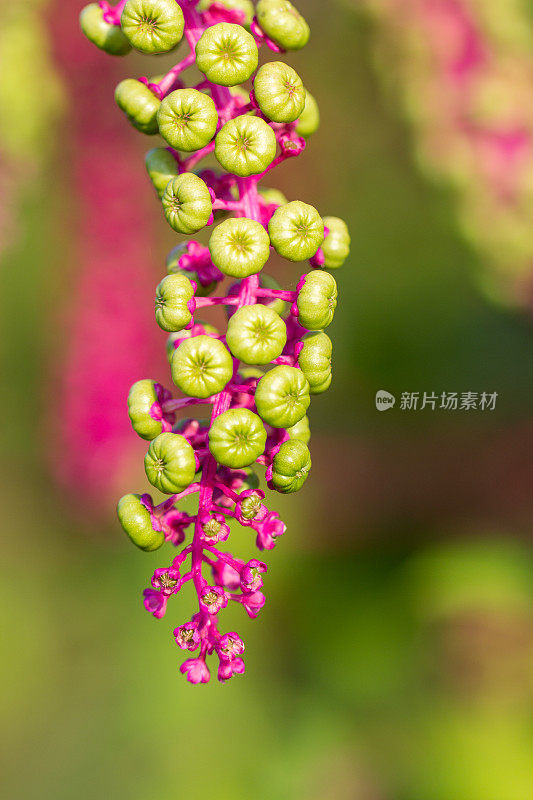 美国植物拉卡 - 克梅斯比尔